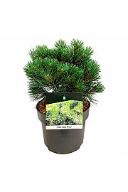 Pinus nigra Nana C4 Lit. 25-30 cm