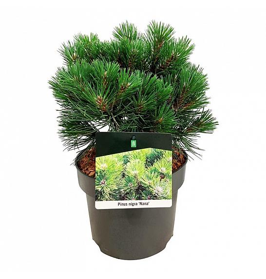 Pinus nigra Nana C4 Lit. 25-30 cm