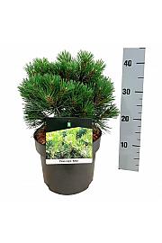 Pinus nigra Nana C4 Lit. 25-30 cm