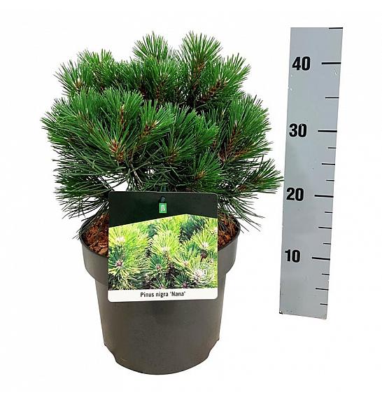 Pinus nigra Nana C4 Lit. 25-30 cm
