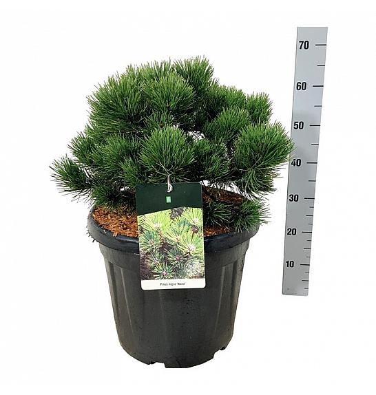 Pinus nigra Nana C30 Lit. 40-50 cm extra