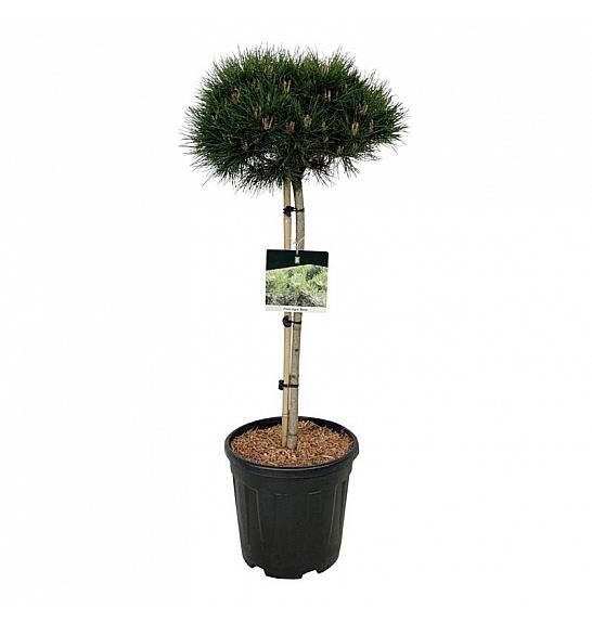 Pinus nigra Nana C15 Lit. Na steblu 70 cm; Krošnja 40/50 cm