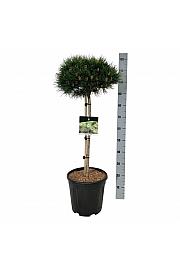 Pinus nigra Nana C15 Lit. Na steblu 70 cm; Krošnja 40/50 cm