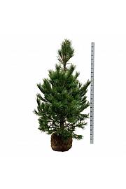 Pinus nigra nigra bala 150-175 cm extra
