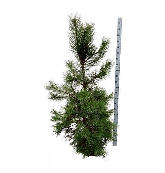 Pinus nigra nigra bala 175-200 cm extra