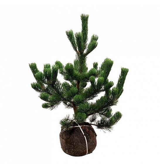 Pinus nigra Oregon Green bala 100-125 cm extra