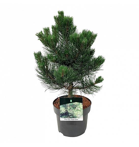 Pinus nigra Oregon Green C4 Lit. 30-40 cm