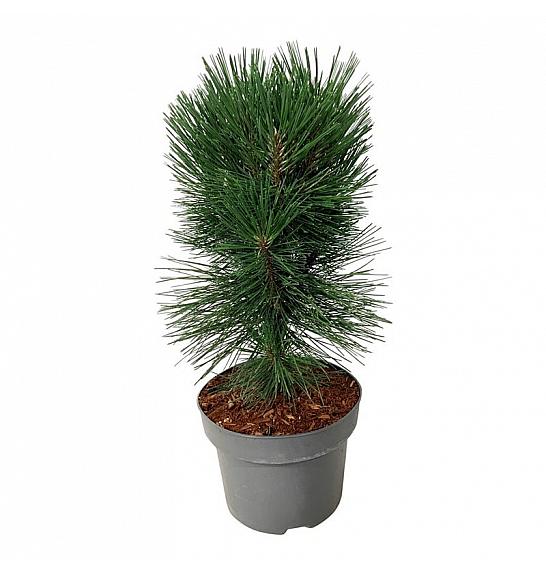 Pinus nigra Pyramidalis C4 Lit. 40-50 cm
