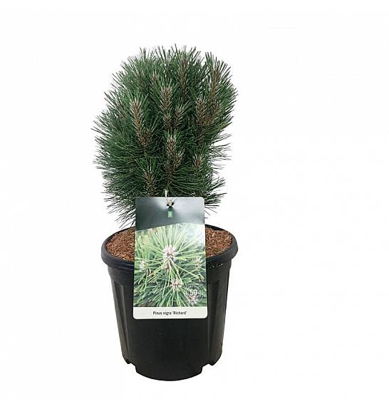 Pinus nigra Richard C15 Lit. 30-40 cm