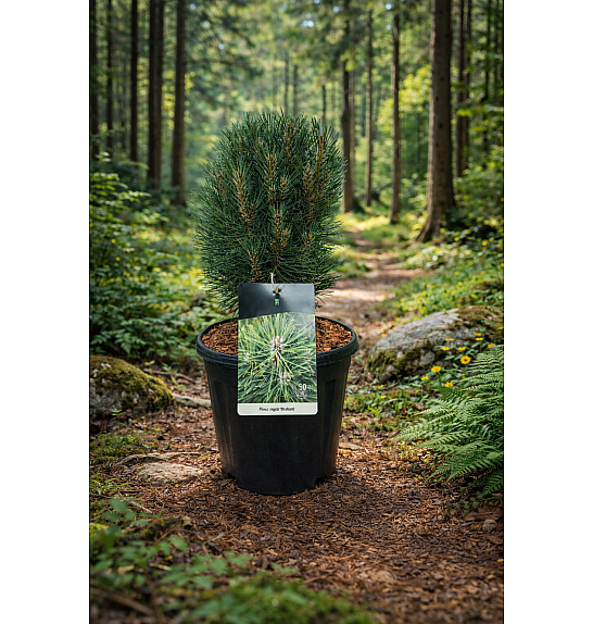 Pinus nigra Richard C15 Lit. 30-40 cm