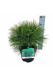 Pinus nigra Spielberg C4 Lit. 30-40 cm