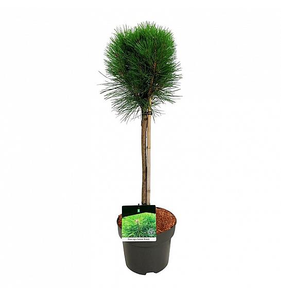 Pinus nigra Summer Breeze C4 Lit. Na steblu 40 cm
