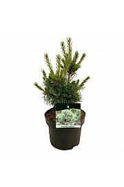 Pinus parviflora Negishi C4 Lit. 30-40 cm