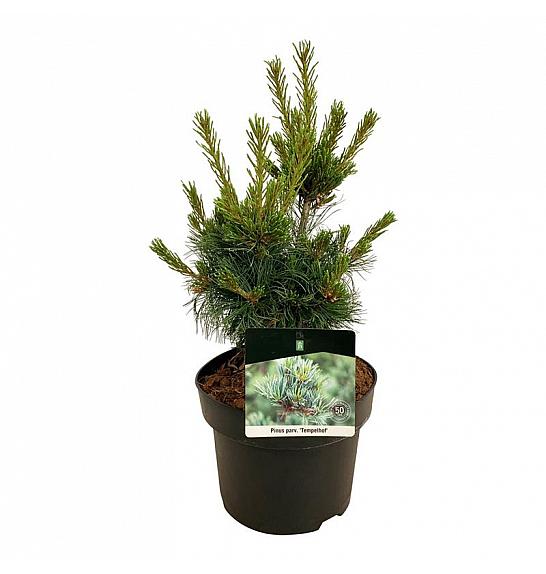 Pinus parviflora Negishi C4 Lit. 30-40 cm