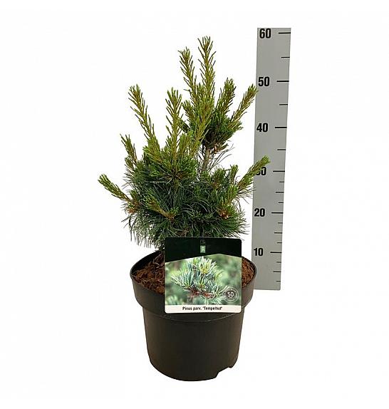 Pinus parviflora Negishi C4 Lit. 30-40 cm
