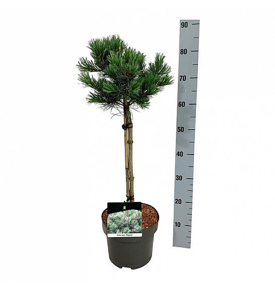 Pinus parviflora Negishi C5 Lit. Na steblu 40 cm