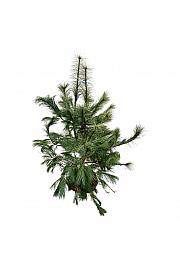 Pinus strobus bala 125-150 cm extra