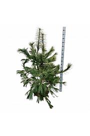Pinus strobus bala 125-150 cm extra