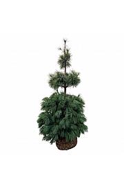 Pinus strobus bala 175-200 cm extra