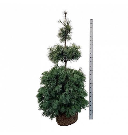 Pinus strobus bala 175-200 cm extra