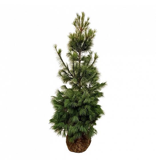 Pinus strobus bala 200-225 cm extra