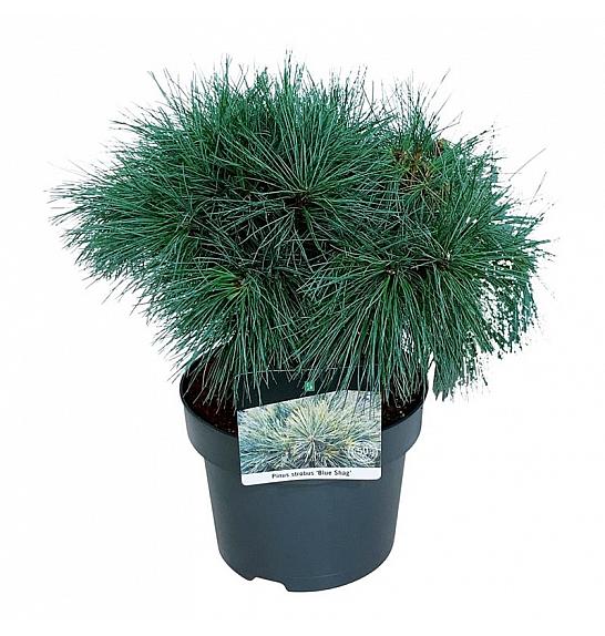 Pinus strobus Blue Shag C4 Lit. 30-40 cm