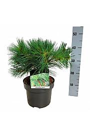Pinus strobus Minima C4 Lit. 25-30 cm