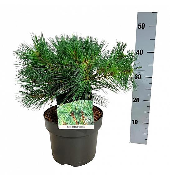 Pinus strobus Minima C4 Lit. 25-30 cm