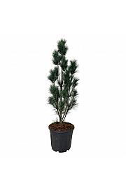 Pinus strobus Stowe Pillar C30 Lit. 100-125 cm extra