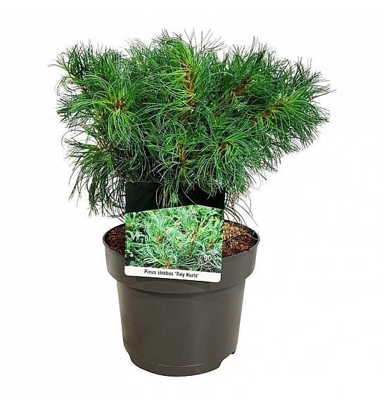 Pinus strobus Tiny Kurls C4 Lit. 25-30 cm