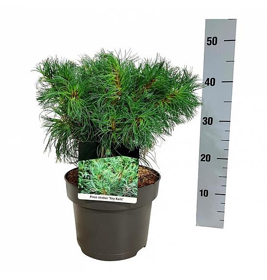 Pinus strobus Tiny Kurls C4 Lit. 25-30 cm