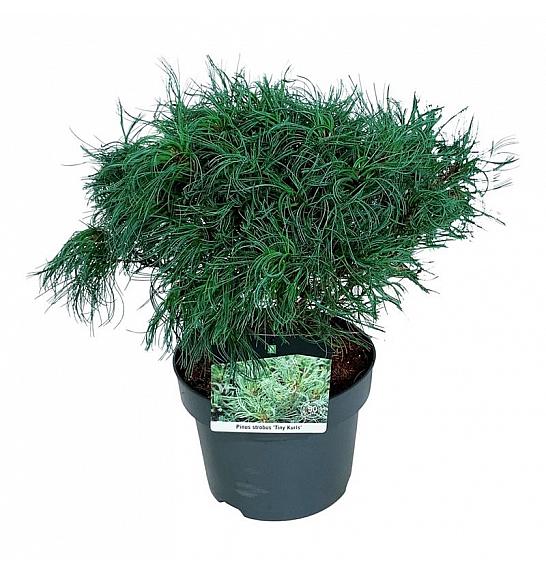 Pinus strobus Tiny Kurls C4 Lit. 30-40 cm