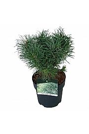 Pinus sylvestris Blue Pearl ® C4 Lit. 20-25 cm