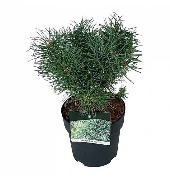 Pinus sylvestris Blue Pearl ® C4 Lit. 20-25 cm