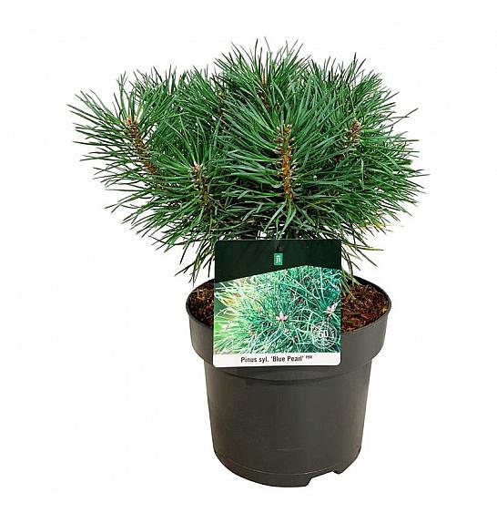 Pinus sylvestris Blue Pearl ® C4 Lit. 25-30 cm