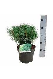 Pinus sylvestris Blue Pearl ® C4 Lit. 25-30 cm
