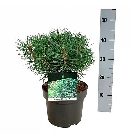 Pinus sylvestris Blue Pearl ® C4 Lit. 25-30 cm