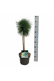 Pinus sylvestris Blue Pearl ® C5 Lit. Na steblu 40 cm