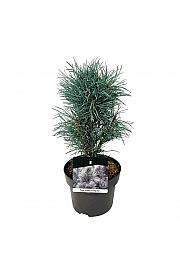 Pinus sylvestris Fastigiata C4 Lit. 30-40 cm