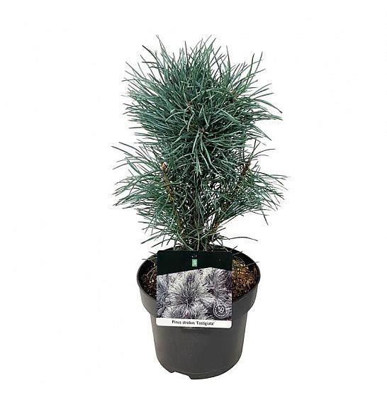 Pinus sylvestris Fastigiata C4 Lit. 30-40 cm