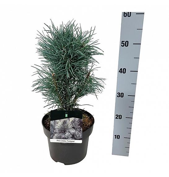 Pinus sylvestris Fastigiata C4 Lit. 30-40 cm