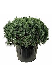 Pinus sylvestris Watereri C180 Lit. 100-125 cm; Soliter