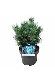 Pinus sylvestris Watereri C4 Lit. 25-30 cm