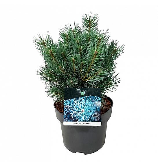 Pinus sylvestris Watereri C4 Lit. 25-30 cm