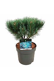 Pinus sylvestris Watereri C7,5 Lit. 25-30 cm