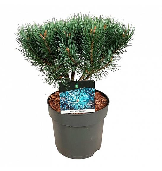 Pinus sylvestris Watereri C7,5 Lit. 25-30 cm