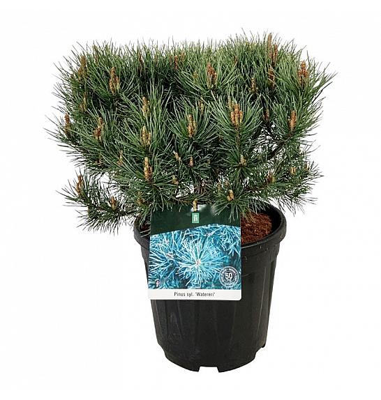 Pinus sylvestris Watereri C15 Lit. 40-50 cm