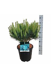 Pinus sylvestris Watereri C15 Lit. 40-50 cm