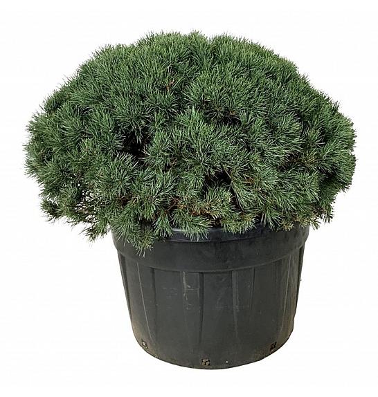 Pinus sylvestris Watereri C230 Lit. 100-125 cm; Krogla extra