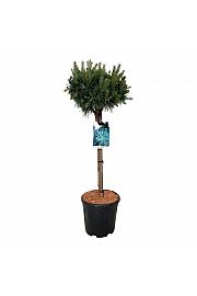 Pinus sylvestris Watereri C15 Lit. Na steblu 70 cm; Krošnja 40/50 cm